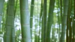 survival cabin Bamboo trees